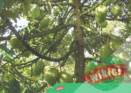 Cách trồng và chăm sóc sầu riêng cho năng suất cao-4 Cách trồng và chăm sóc sầu riêng cho năng suất cao-4