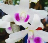 Những khái niệm trong cách gọi tên của lan phi điệp giả hạc