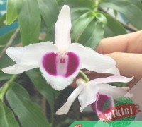 Phi Điệp là lan gì ? Tại sao mọi người lại thích chơi lan Phi Điệp , Giả hạc