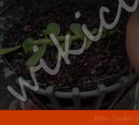 Lan Phi điệp đột biến 5 cánh trắng Bảo Duy giá 7 tỷ - wikici