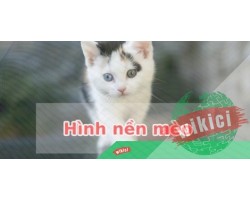 Hình nền mèo đẹp cute dễ thương cho máy tính, điện thoại